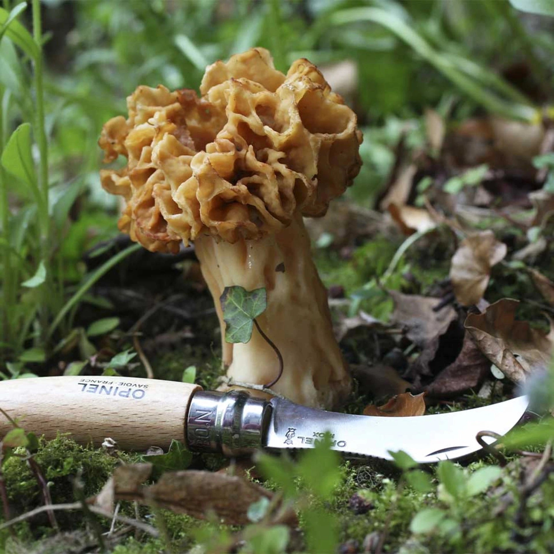 Opinel Pocket Knife N°08 Mushroom 