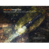 Fenix WF25RM Rechargeable Work Flashlight with Charging Dock 