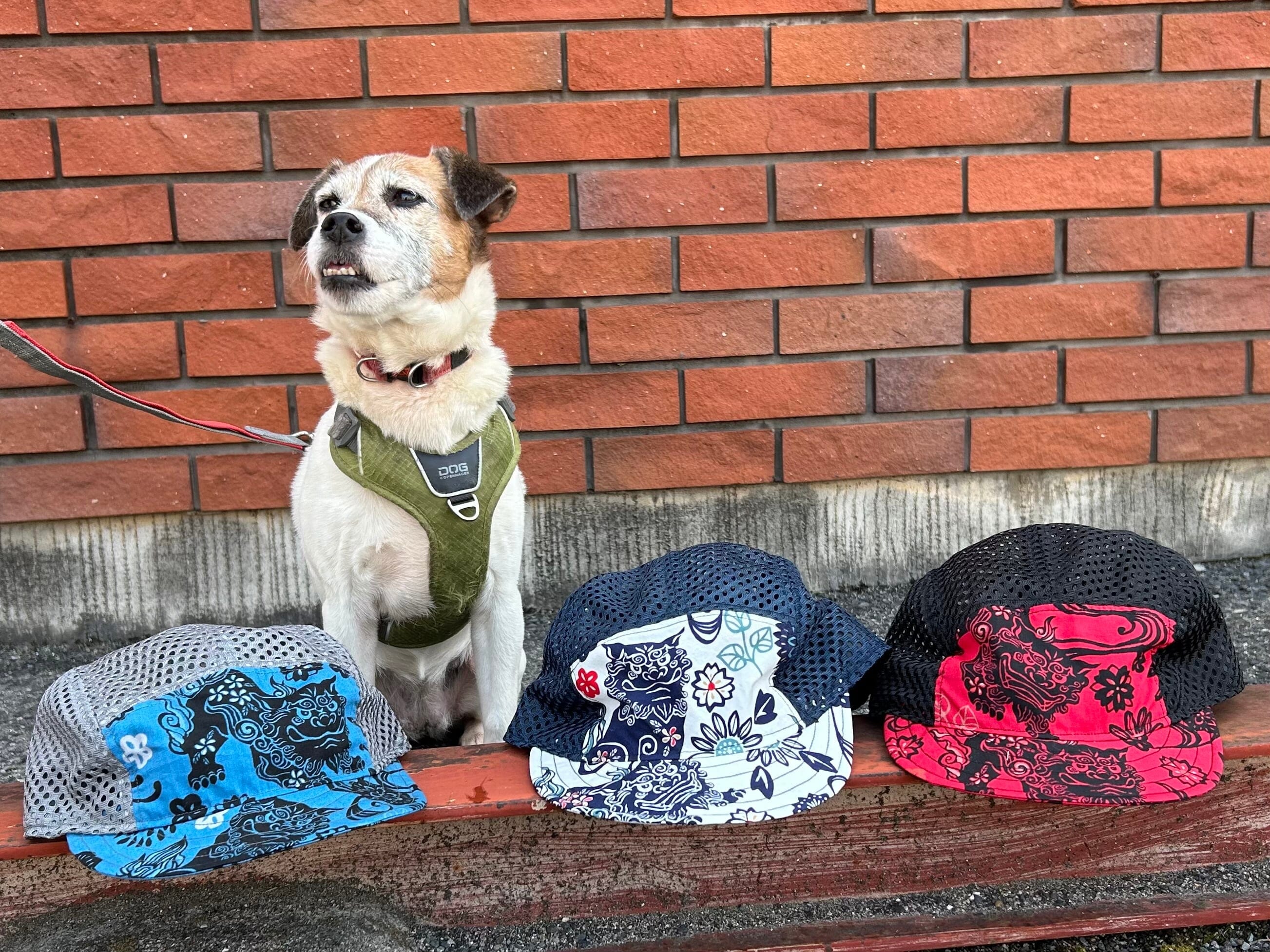 CACHALOT cycleworks SHISA 2 Mesh Jet Cap