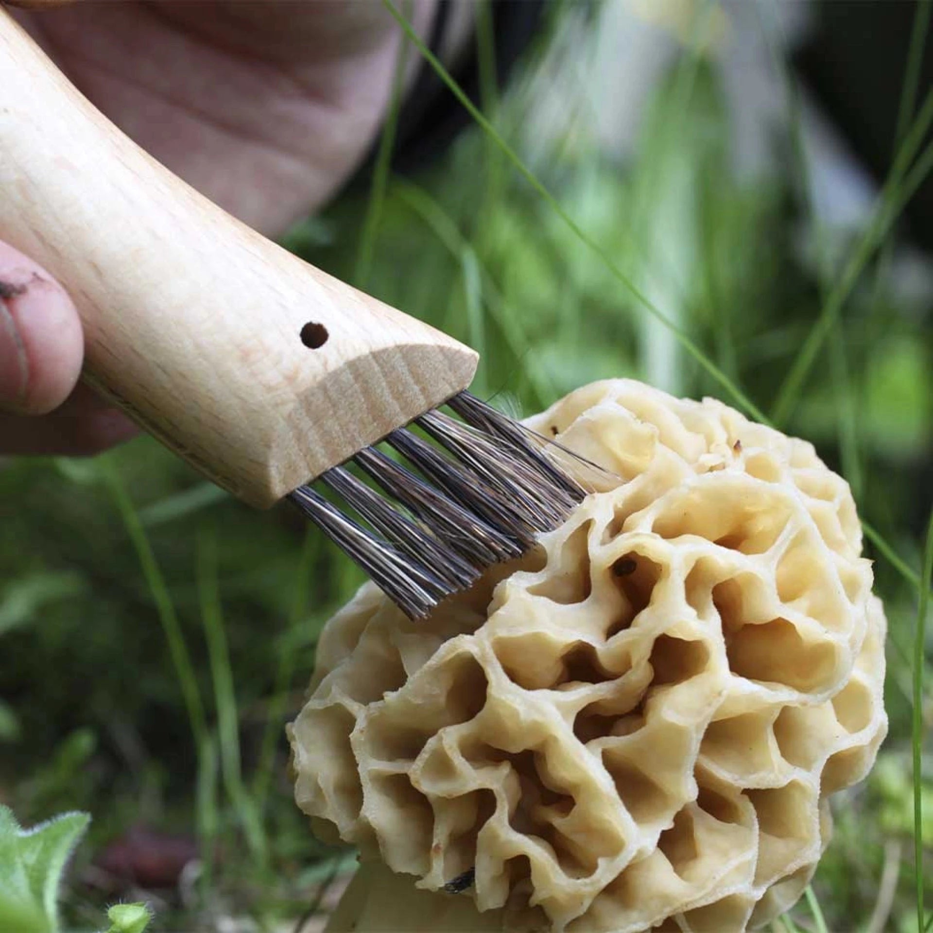 Opinel Pocket Knife N°08 Mushroom 