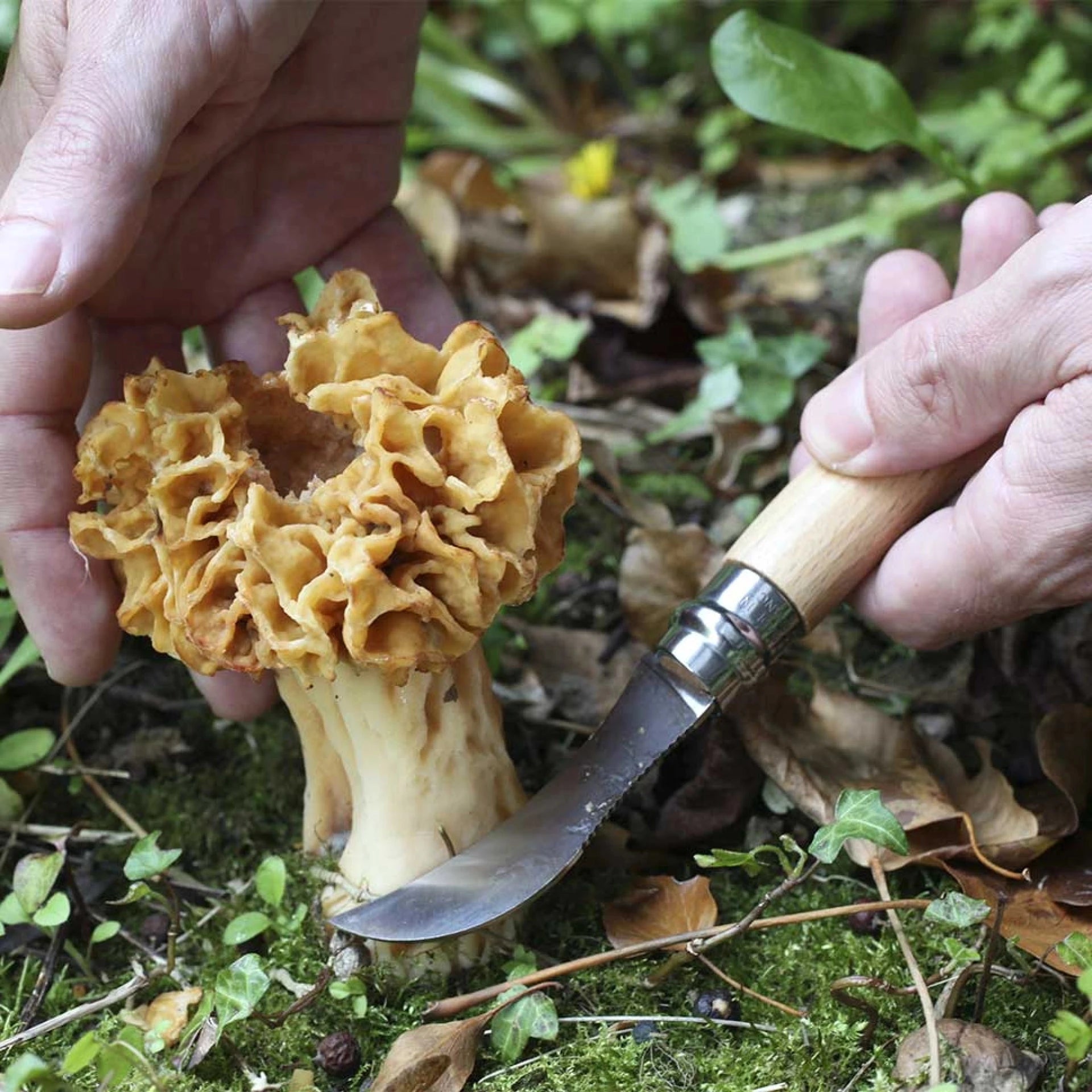 Opinel Pocket Knife N°08 Mushroom 