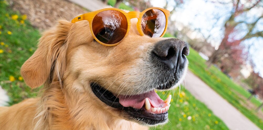 goodr Circle G - Sports Sunglasses - Bodhi's Ultimate Ride 