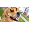 goodr Circle G - Sports Sunglasses - Bodhi's Ultimate Ride 